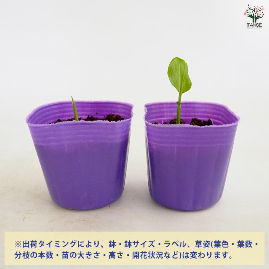 秋みょうが 野菜の苗 3号/お買い得3個セット みょうが 茗荷 Japanese