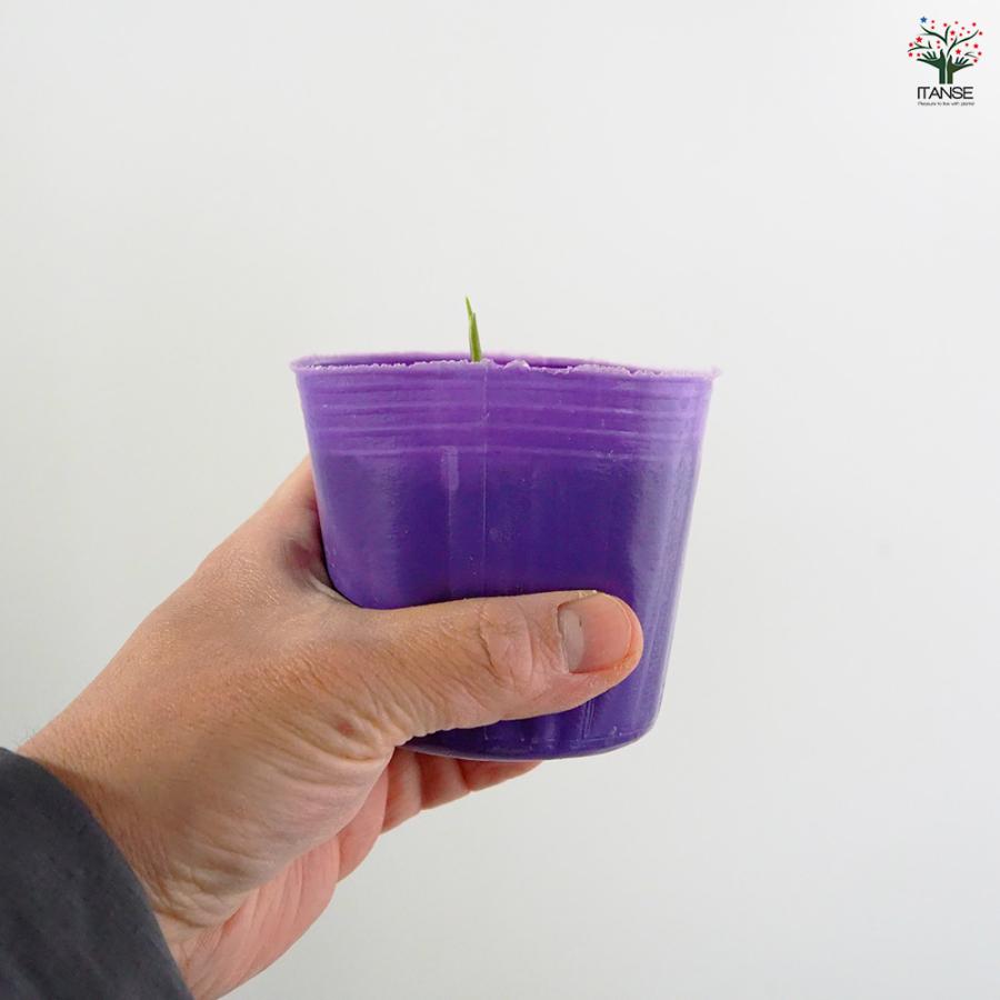 秋みょうが 野菜の苗 3号/お買い得3個セット みょうが 茗荷 Japanese
