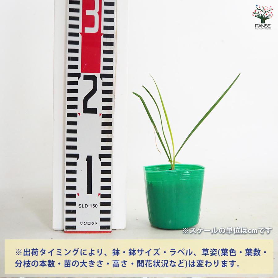 ITANSE ネギ苗 ねぎにら(ネギニラ・なかみどり) 野菜苗 9cmポット