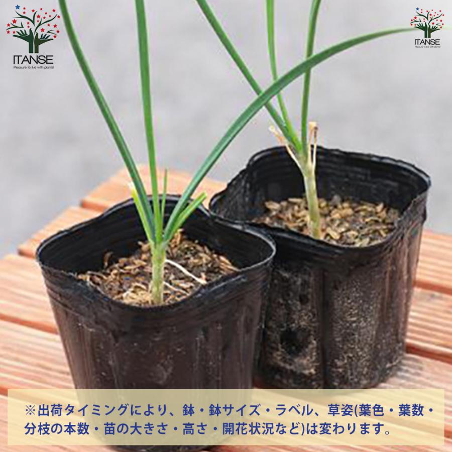 ITANSE ネギ苗 ねぎにら(ネギニラ・なかみどり) 野菜苗 9cmポット