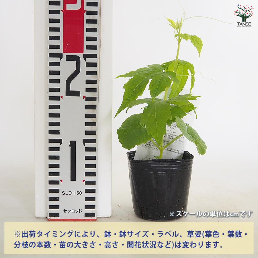 確認用　アップルゴーヤ 苗 鉢植え 栽培セット ゴーヤの苗 アップルゴーヤ 野菜の苗 3号/お買い得3個セット 野菜苗