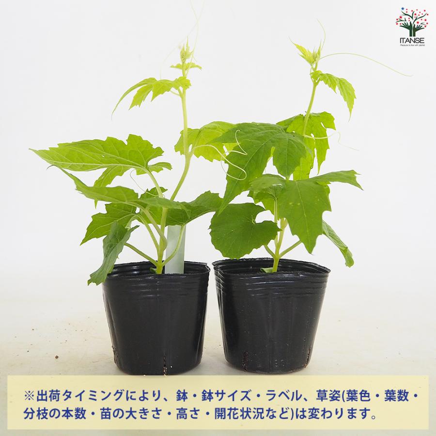 確認用　アップルゴーヤ 苗 鉢植え 栽培セット ゴーヤの苗 アップルゴーヤ 野菜の苗 3号/お買い得3個セット 野菜苗