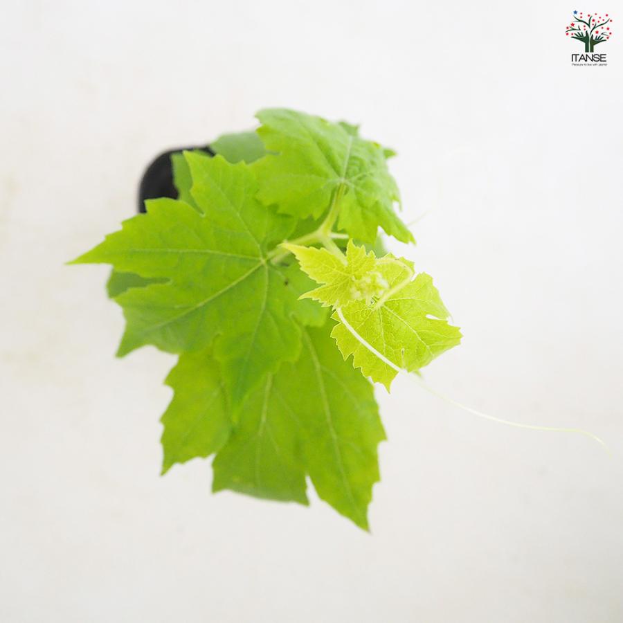 ゴーヤの苗 アップルゴーヤ 野菜の苗 3号/お買い得6個セット 野菜苗