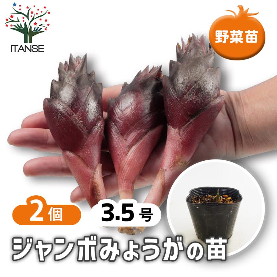 ジャンボみょうが 野菜の苗 3.5号/お買い得2個セット ミョウガ