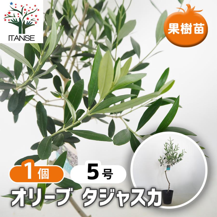 オリーブ タジャスカ 果樹の苗木 5号/1個売り オリーブの実 植木
