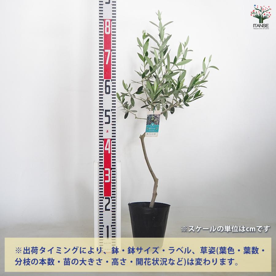 オリーブ タジャスカ 果樹の苗木 5号/1個売り オリーブの実 植木
