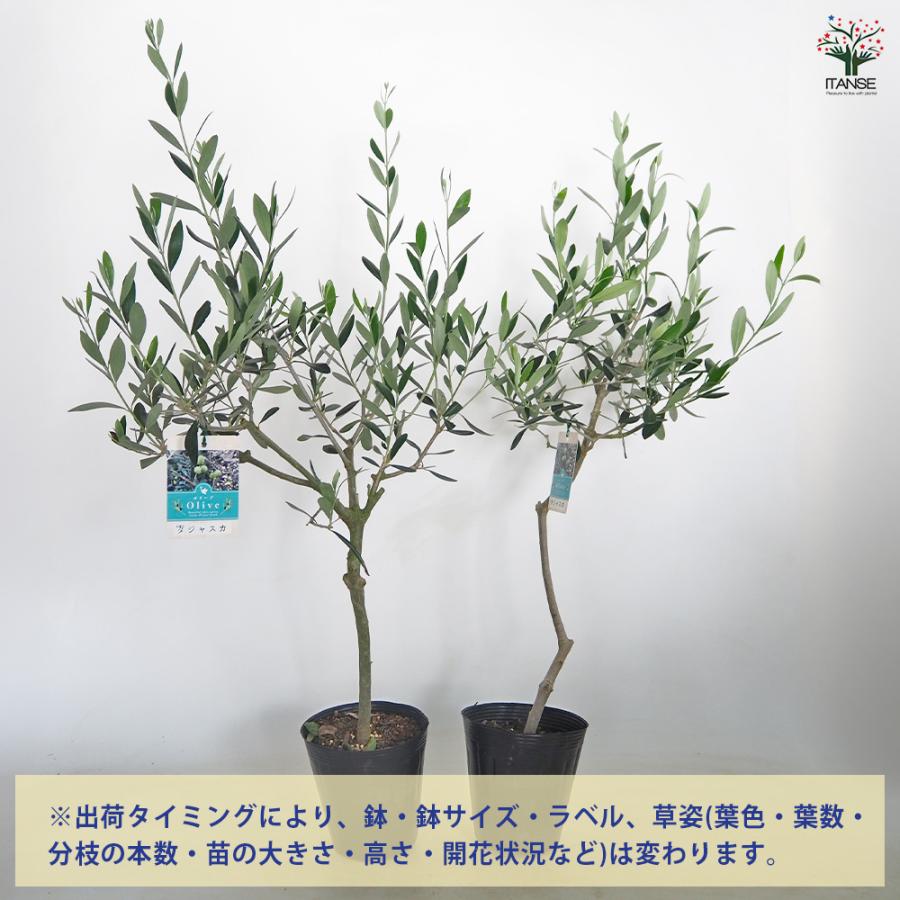 オリーブ タジャスカ 果樹の苗木 5号/1個売り オリーブの実 植木