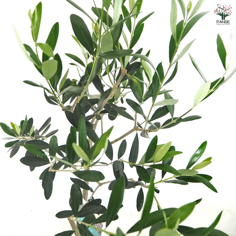 オリーブ タジャスカ 果樹の苗木 5号/1個売り オリーブの実 植木