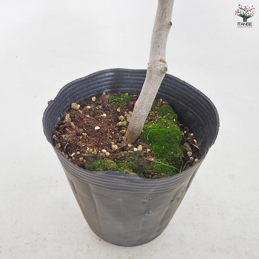 オリーブ タジャスカ 果樹の苗木 5号/1個売り オリーブの実 植木
