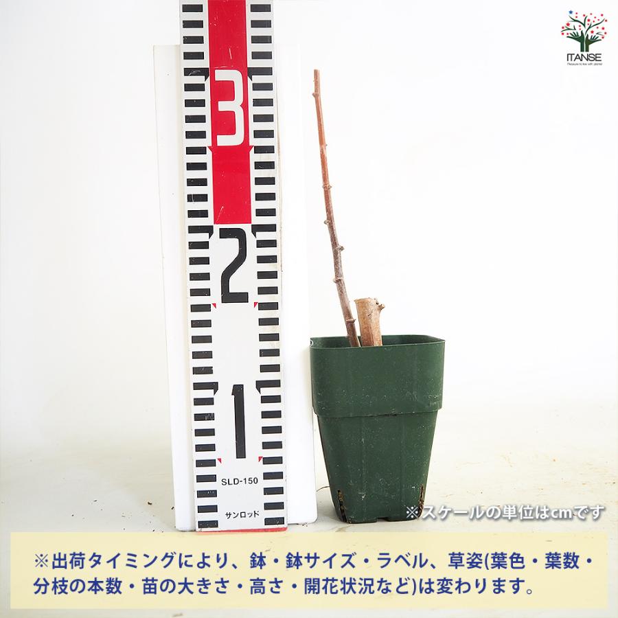 徳之島産キャッサバ苗挿木用苗300本入り 　　MAKOTO GARDEN スイートキャッサバ 野菜の苗 3号/1個売り タピオカ タピオカの苗 芋の