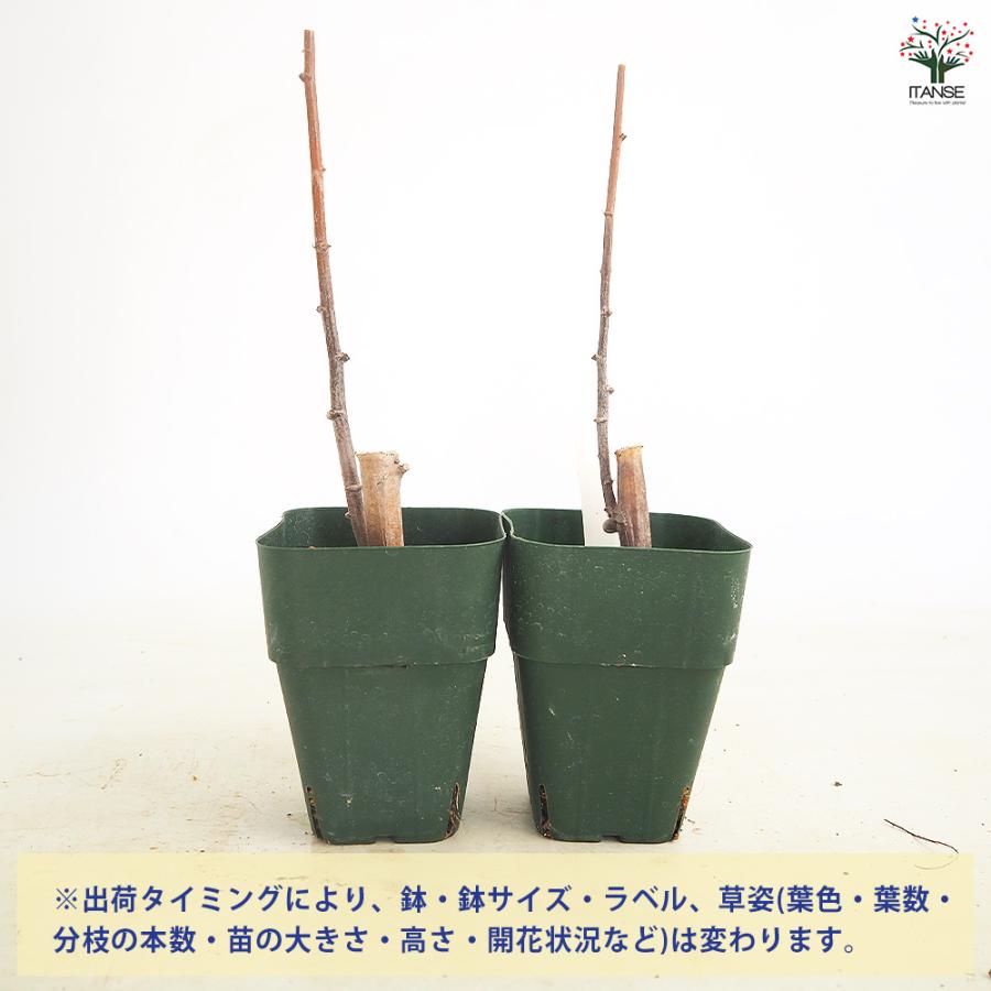 スイートキャッサバ 野菜の苗 3号/1個売り タピオカ タピオカの苗 芋の