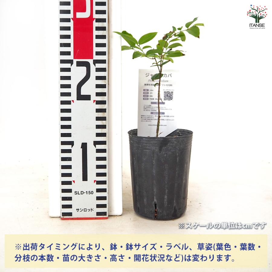 【ラスト】Guaburiti ジャボチカバ 苗 熱帯果樹 トロピカルフルーツ ジャボチカバの苗木 果樹の苗 3号/お買い得2個セット 熱帯果樹
