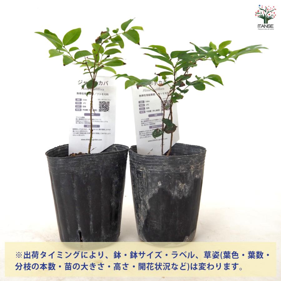 ジャボチカバの苗木 果樹の苗 3号/お買い得2個セット 熱帯果樹