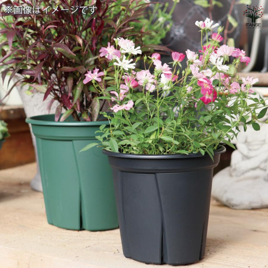 ITANSE 植木鉢 根っこつよし 2色 プラ鉢 9号/1個売り プランター
