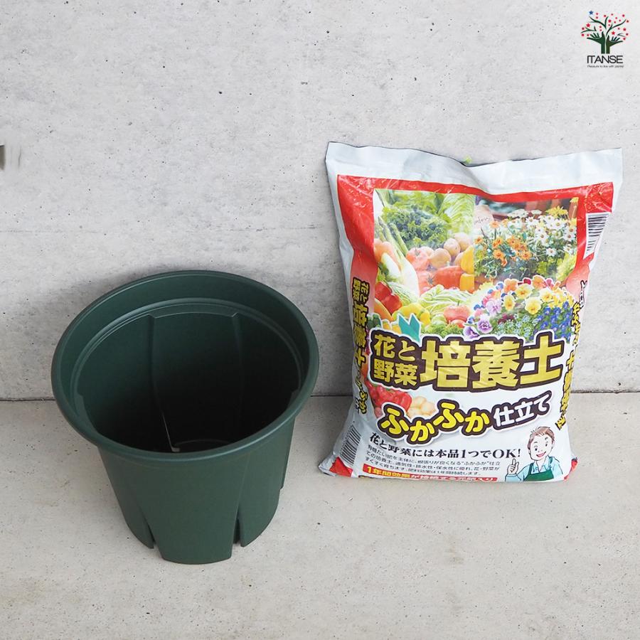 ITANSE 植木鉢 根っこつよし グリーン7号&培養土5L／各1個 プラ鉢 7号