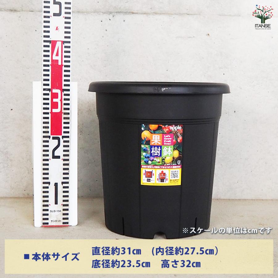 ITANSE 植木鉢 果樹鉢&培養土12L プラ鉢 310型&培養土12L/お買い得2個