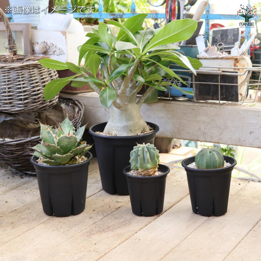 ITANSE 植木鉢 根っこつよし ブラック プラ鉢 3.5号4P/お買い得20個セット プランター かわいい おしゃれ 植木鉢_6