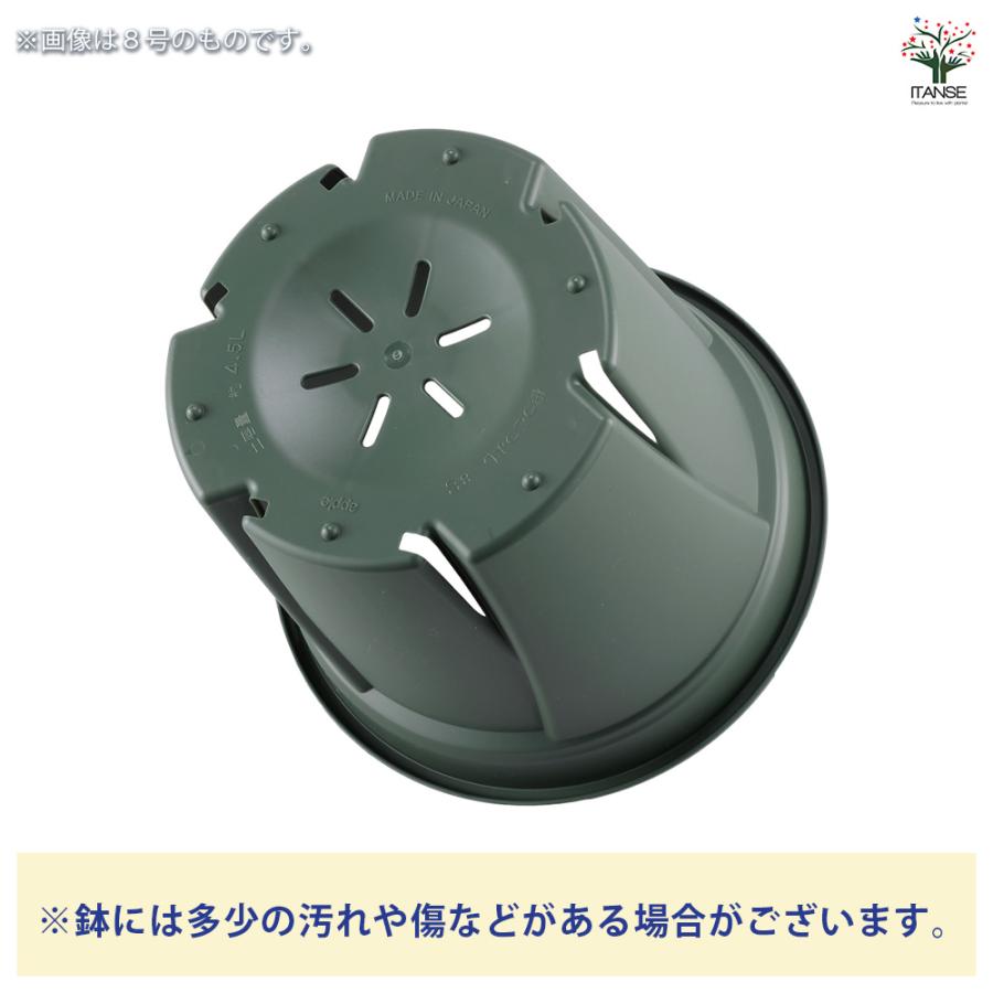 ITANSE 植木鉢 根っこつよし グリーン プラ鉢 3.5号4P/お買い得20個セット プランター かわいい おしゃれ 植木鉢_3