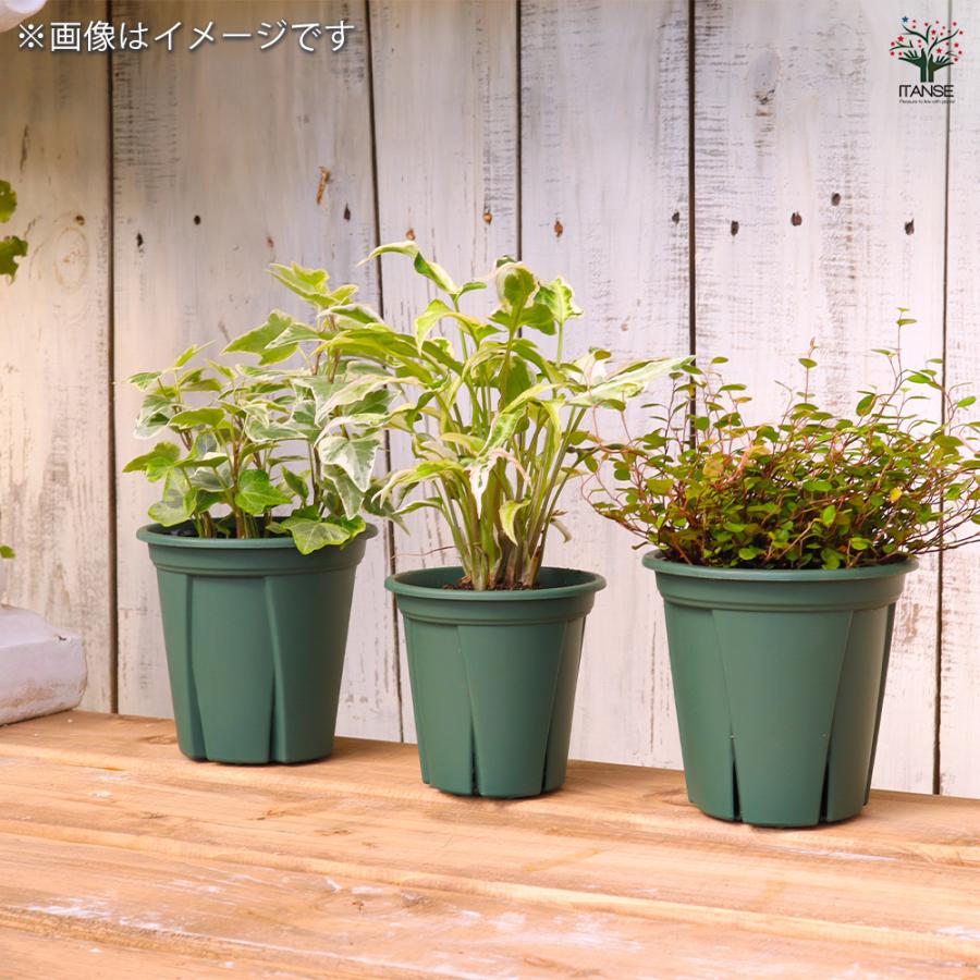 ITANSE 植木鉢 根っこつよし グリーン プラ鉢 3.5号4P/お買い得20個セット プランター かわいい おしゃれ 植木鉢_6