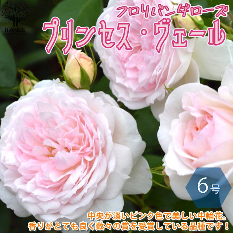 薔薇 プリンセス ヴェール フロリバンダローズ 花苗 国産接ぎ木苗 6号鉢 バラ大苗 1個売り フラワーギフト Rose バラ園 送料無料 Ros 野菜苗 植物 青果物販売のitanse 通販 Yahoo ショッピング