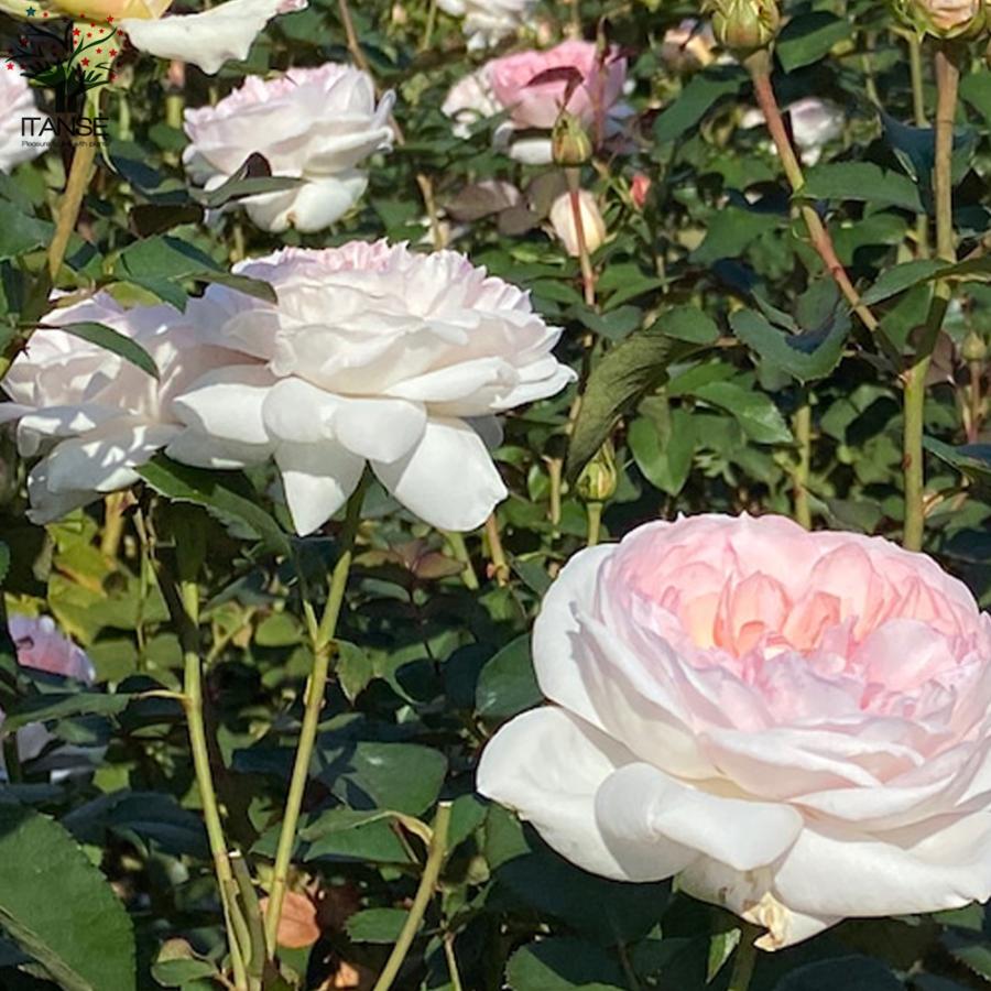 薔薇 プリンセス ヴェール フロリバンダローズ 花苗 国産接ぎ木苗 6号鉢 バラ大苗 1個売り フラワーギフト rose バラ園 送料無料 :ros00011:野菜苗・植物・青果物販売のITANSE - 通販 - Yahoo!ショッピング 薔薇 プリンセス ヴェール フロリバンダローズ 花苗 国産接ぎ木苗 6号鉢 バラ大苗 1個売り フラワーギフト rose バラ園 送料無料 :ros00011:野菜苗・植物・青果物販売のITANSE - 通販 - Yahoo!ショッピング