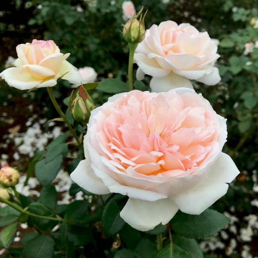 薔薇 プリンセス ヴェール フロリバンダローズ 花苗 国産接ぎ木苗 6号鉢 バラ大苗 1個売り フラワーギフト rose バラ園 送料無料 :ros00011:野菜苗・植物・青果物販売のITANSE - 通販 - Yahoo!ショッピング 薔薇 プリンセス ヴェール フロリバンダローズ 花苗 国産接ぎ木苗 6号鉢 バラ大苗 1個売り フラワーギフト rose バラ園 送料無料 :ros00011:野菜苗・植物・青果物販売のITANSE - 通販 - Yahoo!ショッピング