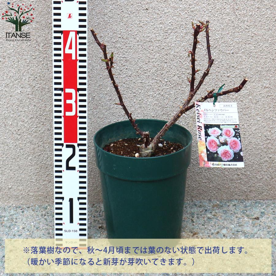 ITANSE 薔薇 メルヘン ツァウバー フロリパンダローズ 花苗 国産接ぎ木