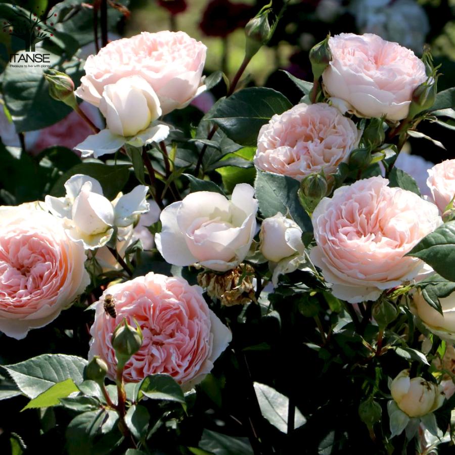 ITANSE 薔薇 メルヘン ツァウバー フロリパンダローズ 花苗 国産接ぎ木