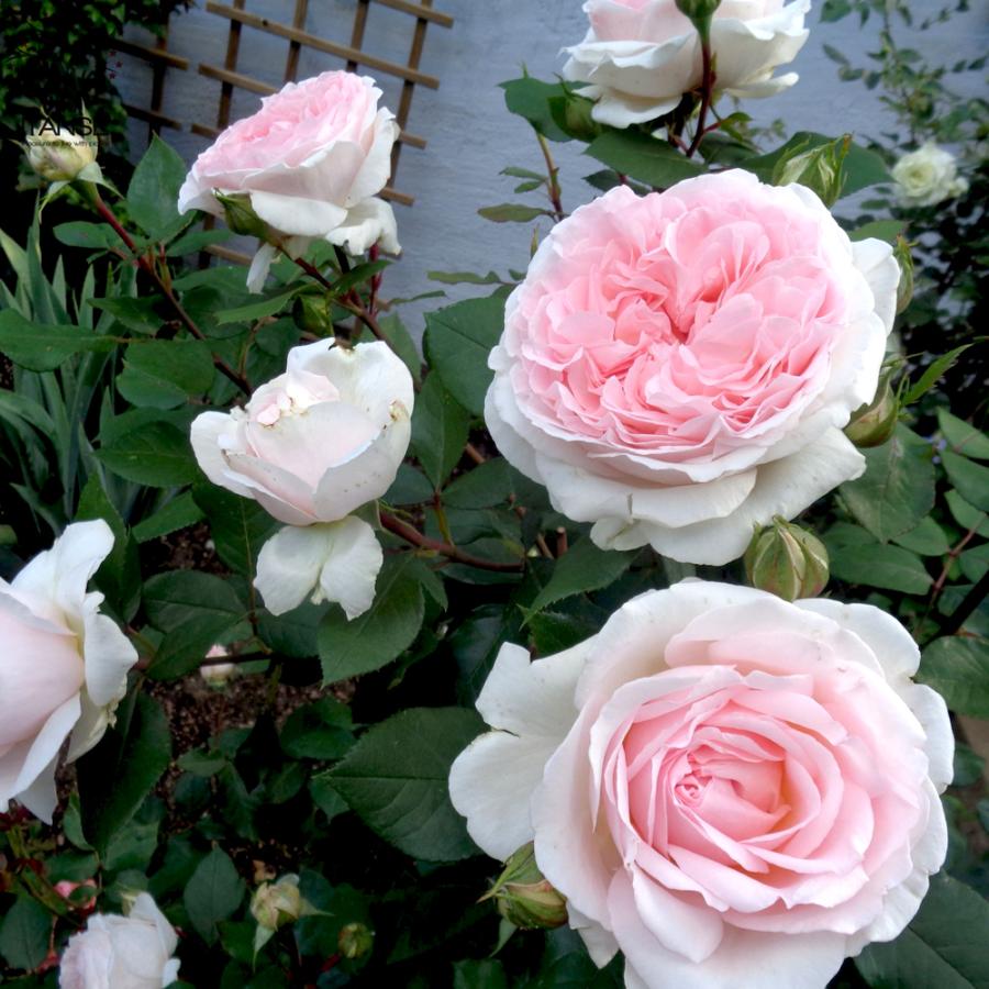 ITANSE 薔薇 メルヘン ツァウバー フロリパンダローズ 花苗 国産接ぎ木