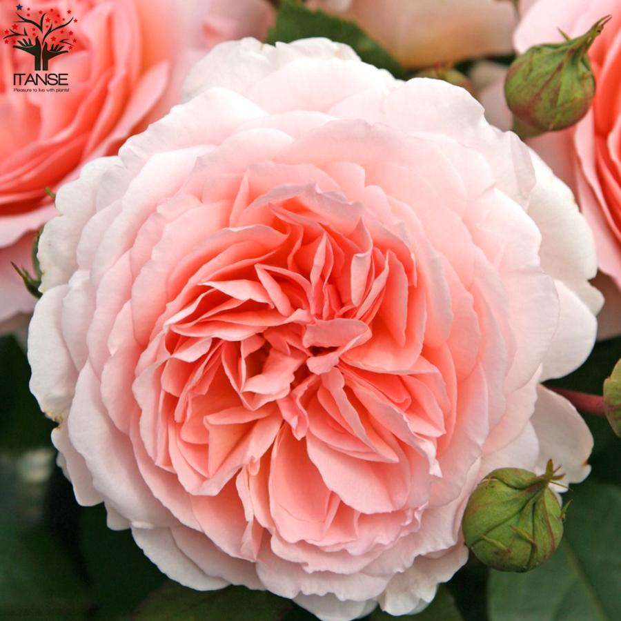 ITANSE 薔薇 メルヘン ツァウバー フロリパンダローズ 花苗 国産接ぎ木