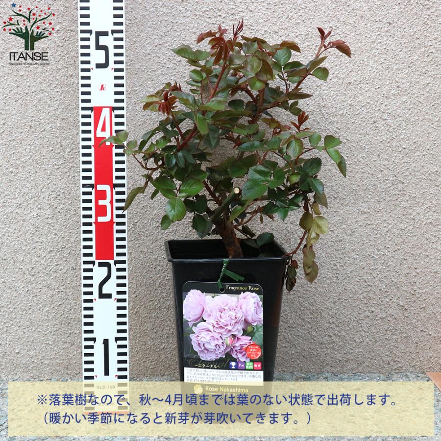 ITANSE フレグランスローズ エターナル コンパクトな木立性 花苗 国産