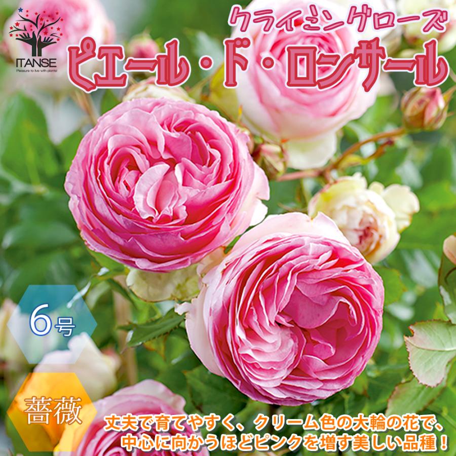 ITANSE 薔薇 つるバラ ピエールドロンサール 花苗 6号ポット 1個 ITANSE 薔薇 つるバラ ピエールドロンサール 花苗 6号ポット 1個