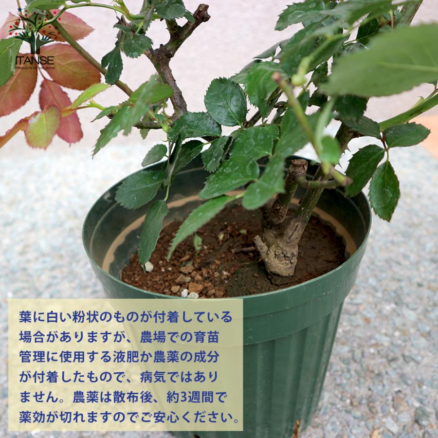 薔薇 つるバラ ピエールドロンサール 花苗 6号ポット 送料無料 1個売り 最安値に挑戦