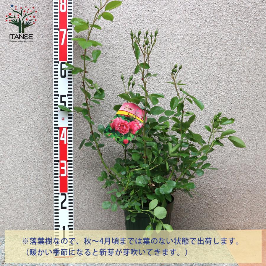 ITANSE 薔薇 つるバラ アンジェラ クライミングローズ 花苗 6号ポット