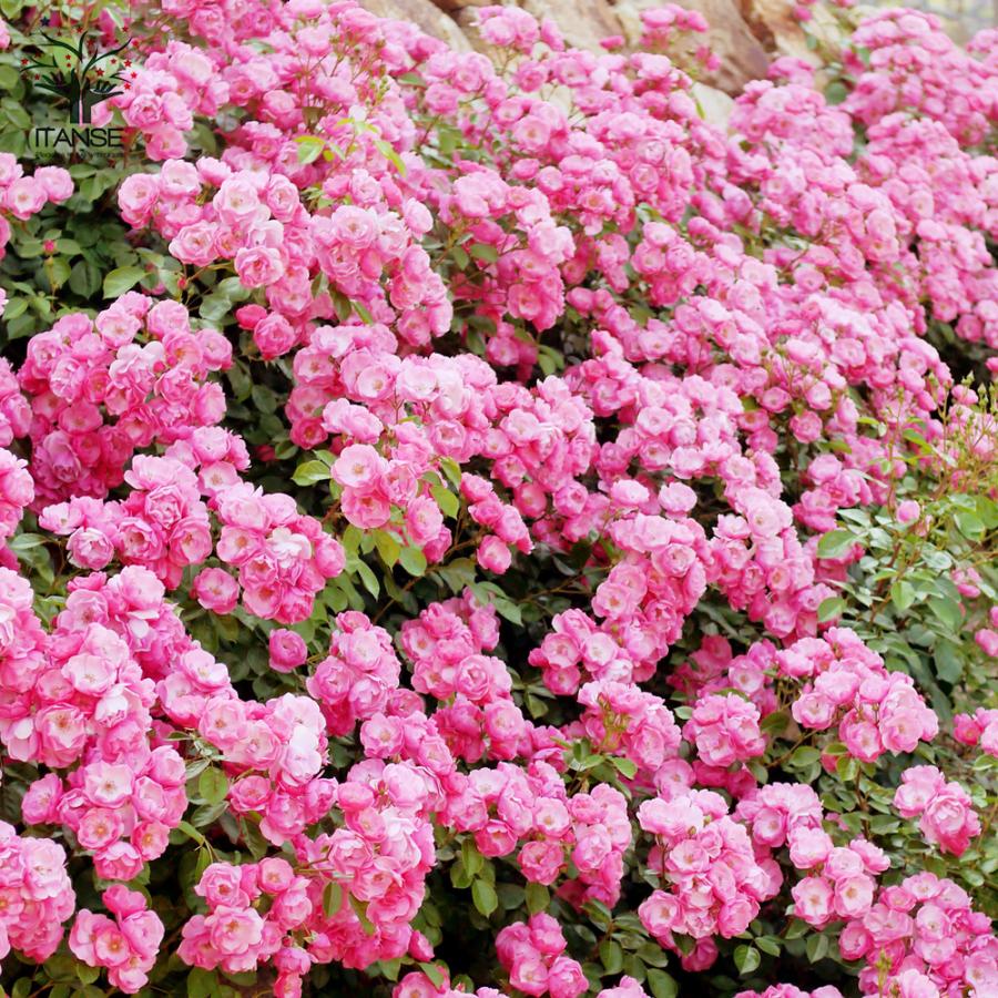 アンジェラローズ ITANSE 薔薇 つるバラ アンジェラ クライミングローズ 花苗 6号ポット
