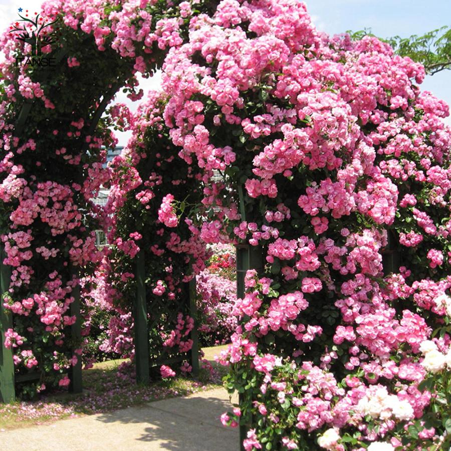 アンジェラローズ ITANSE 薔薇 つるバラ アンジェラ クライミングローズ 花苗 6号ポット