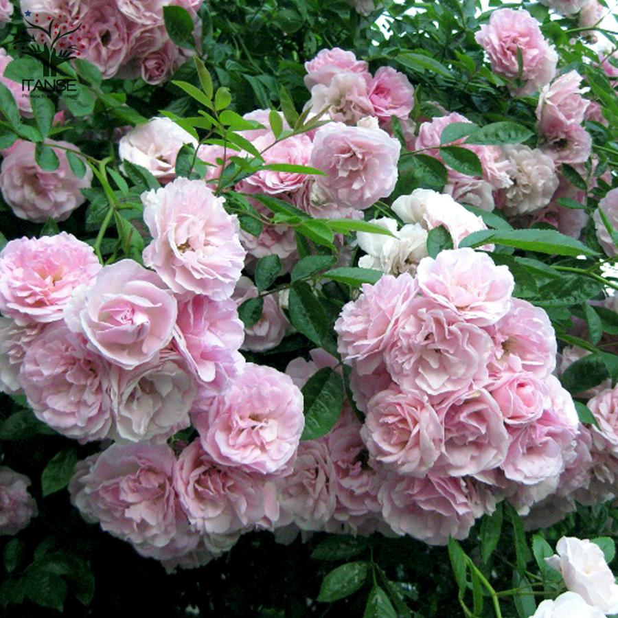 薔薇の眠り 月華🌹✝︎Roseraie Interdit✝︎ M3秋コ-27a (@rosen_wing610) / X