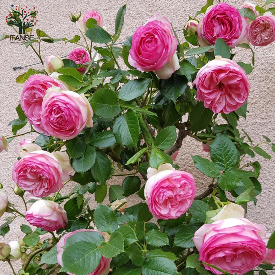 ITANSE 薔薇 つるバラ "ピエールドゥロンサール"クライミングローズ 花苗 7号大苗 1個売り 送料無料 イタンセ公式｜itanse｜08