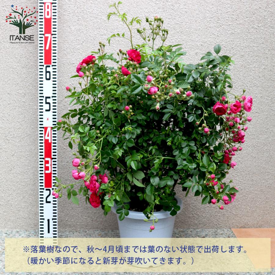 ITANSE 薔薇 つるバラ 