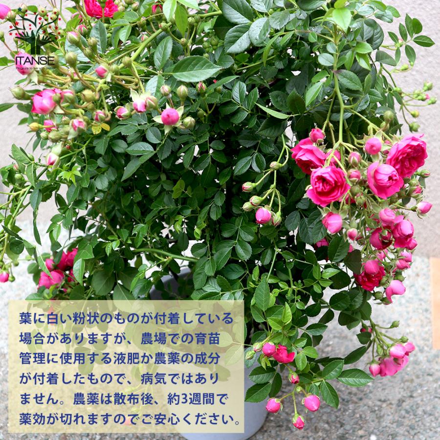 ITANSE 薔薇 つるバラ 