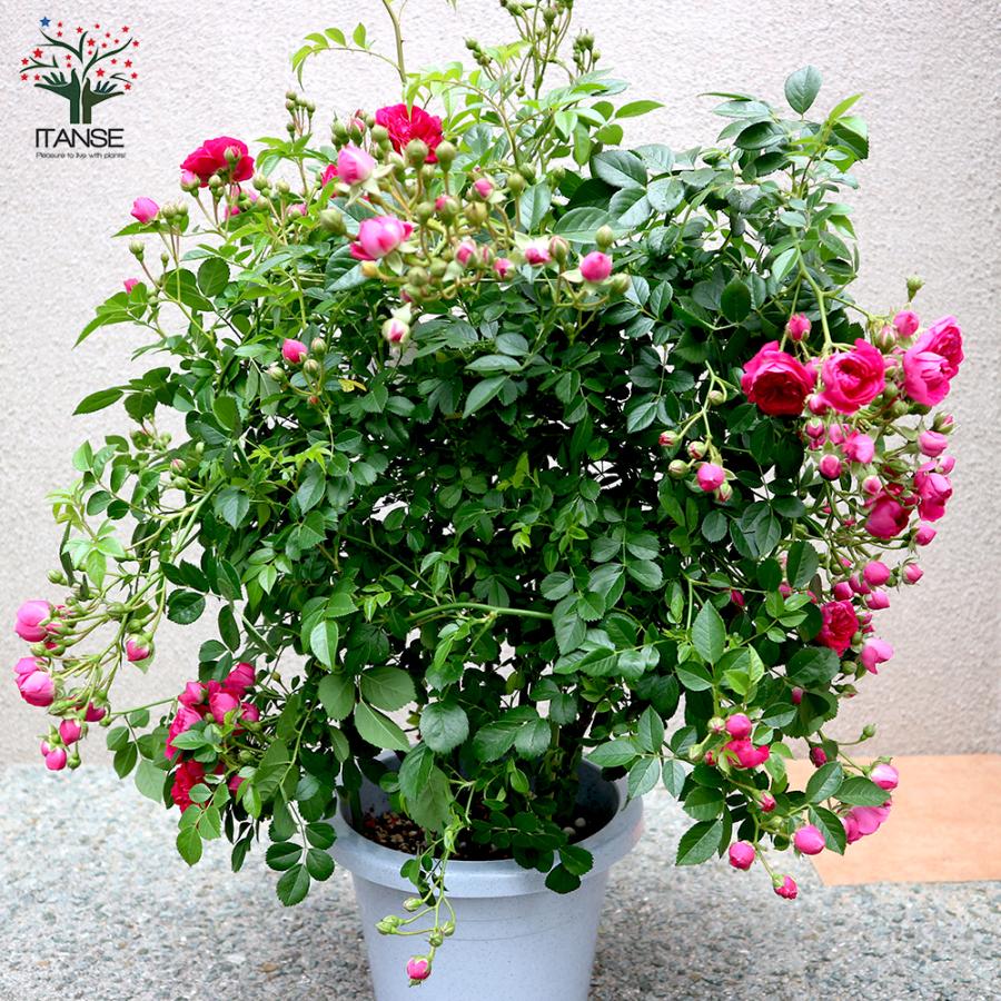 ITANSE 薔薇 つるバラ 