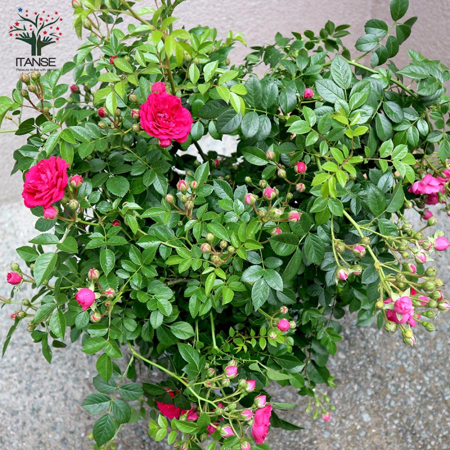 ITANSE 薔薇 つるバラ 