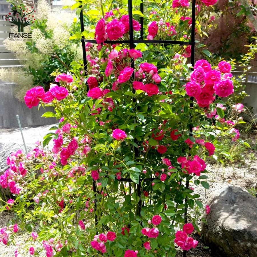 ITANSE 薔薇 つるバラ 