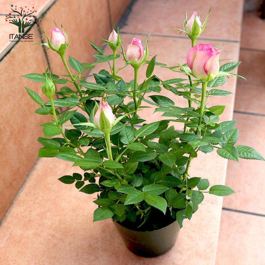 ITANSE 薔薇の苗木 カルーセル コルダナ ミニバラ 花苗 3.5号鉢 1個