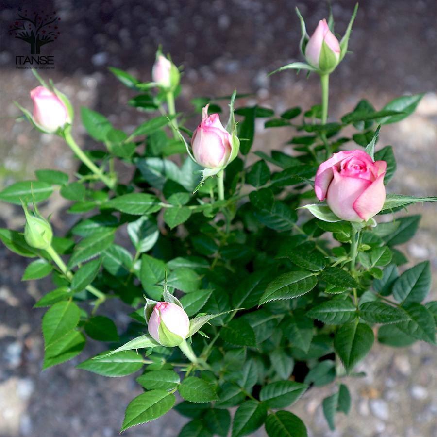 ITANSE 薔薇の苗木 カルーセル コルダナ ミニバラ 花苗 3.5号鉢 1個