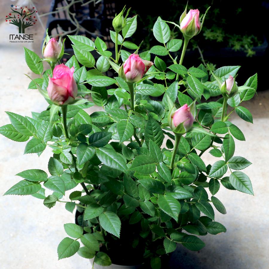 ITANSE 薔薇の苗木 カルーセル コルダナ ミニバラ 花苗 3.5号鉢 1個
