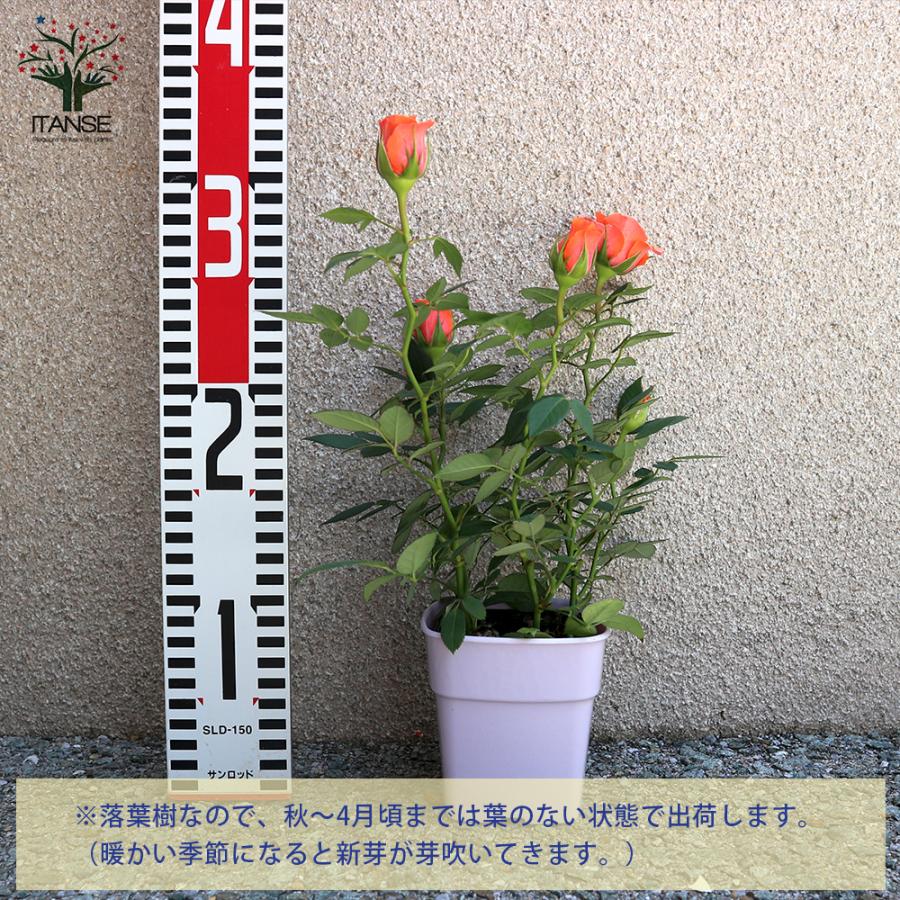 ITANSE 薔薇の苗木 アロハ コルダナ ミニバラ 花苗 3.5号鉢 1個売り