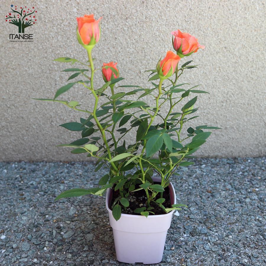 好評受付中 薔薇の苗木 アロハ コルダナ ミニバラ 花苗 3 5号鉢 1個売り バラ ばら 送料無料 人気の定番