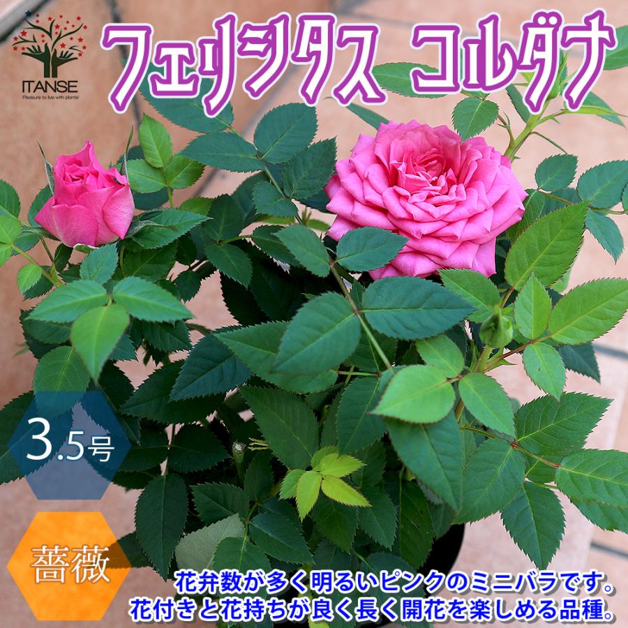 薔薇の苗木 フェリシタス コルダナ ミニバラ 花苗 3 5号鉢 1個売り バラ ばら 送料無料 Ros 野菜苗 植物 青果物販売のitanse 通販 Yahoo ショッピング