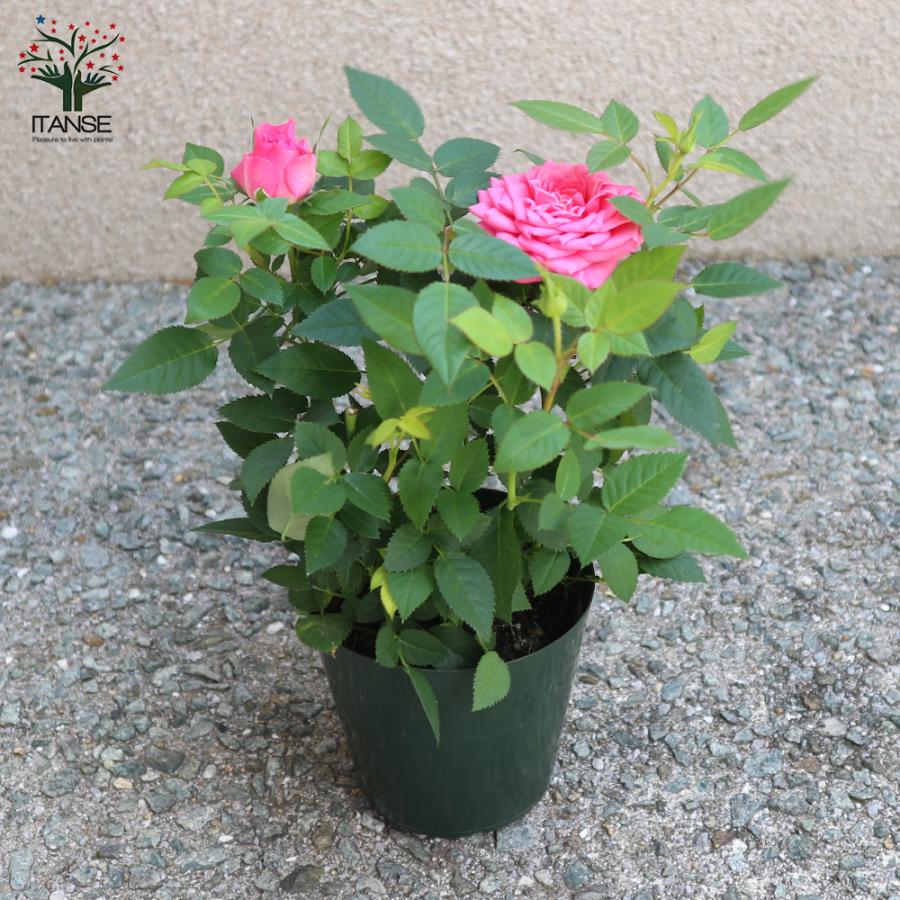 ITANSE 薔薇の苗木 フェリシタス コルダナ ミニバラ 花苗 3.5号鉢 1個